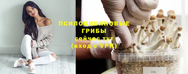 Галлюциногенные грибы Psilocybe  Барабинск 